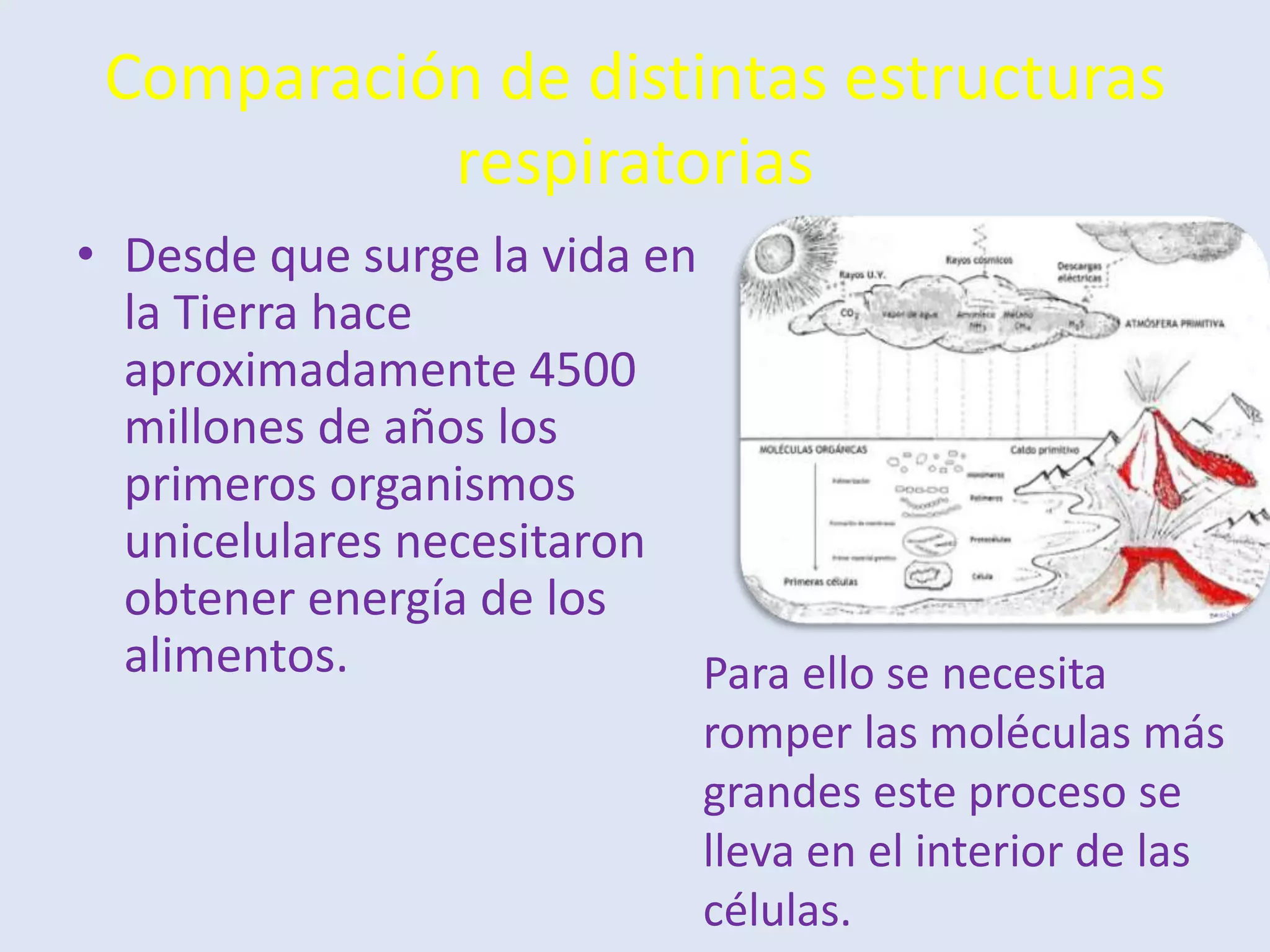 La respiracion de los seres vivos | PPTX