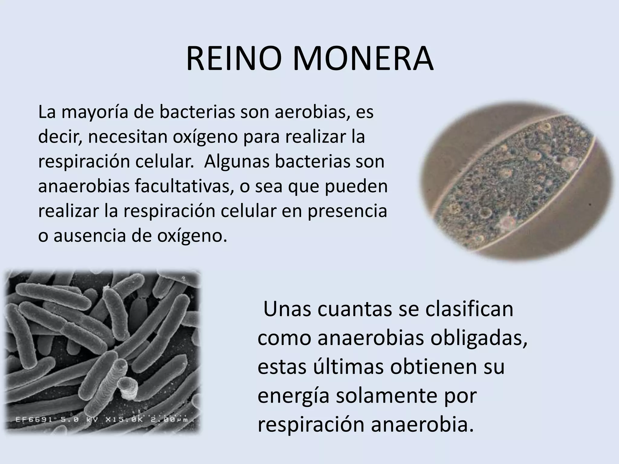La respiracion de los seres vivos | PPTX