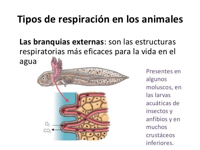 La respiracion en los animales