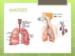IMATGES:
 