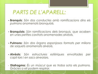 PARTS DE L'APARELL:
- Bronquis: Són dos conductes amb ramificacions dins els
  pulmons anomenats bronquíols.

- Bronquíols: Són ramificacions dels bronquis, que acaben
  en unes petites cavitats anomenades alvèols.

- Pulmons: Són dos òrgans esponjosos formats per milions
  de saquets anomenats alvèols.

- Alvèols: Són estructures esfèriques   envoltades   per
  capil·lars i en sacs alveolars.

- Diafragma: És un múscul que es troba sota els pulmons.
  Gràcies a ell podem respirar.
 