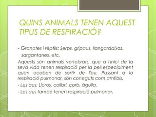 QUINS ANIMALS TENEN AQUEST
TIPUS DE RESPIRACIÓ?
- Granotes i rèptils: Serps, gripaus, llangardaixos,
  sargantanes, etc.
Aquests són animals vertebrats, que a l'inici de la
seva vida tenen respiració per la pell,especialment
quan acaben de sortir de l'ou. Passant a la
respiració pulmonar, són coneguts com amfibis.
- Les aus: Lloros, colibrí, corb, àguila.
- Les aus també tenen respiració pulmonar.
 