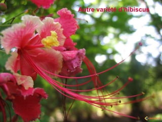 Autre variété d’hibiscus
 