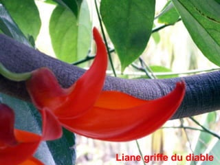 Liane griffe du diable
 