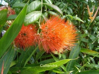 Calliendra