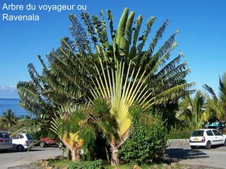 Arbre du voyageur ou
Ravenala