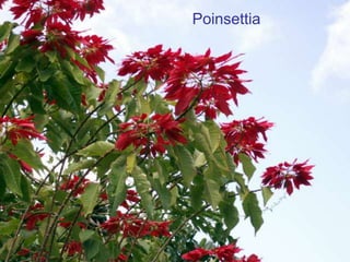 Poinsettia