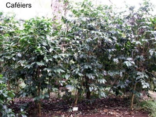 Caféiers