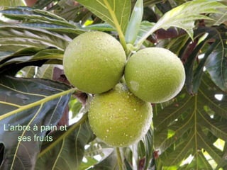 L’arbre à pain et
    ses fruits
 