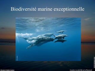 Biodiversité marine exceptionnelle
 