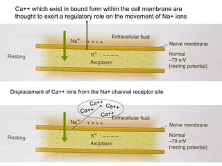 Ca++ which exist in bound form within the cell membrane are 
thought to exert a regulatory role on the movement of Na+ ions 
Displacement of Ca++ ions from the Na+ channel receptor site 
Ca++ Ca++ 
Ca++ 
Ca++ 
 