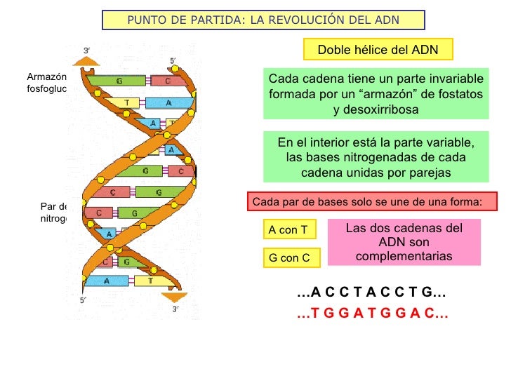 cuantas cadenas de adn tiene un humano la revoluci 243 n gen 233 tica 2009 10 cuantas cadenas de adn tiene un humano la revoluci 243 n gen 233 tica 2009 10