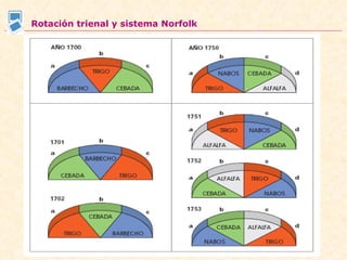 Rotación trienal y sistema Norfolk 
