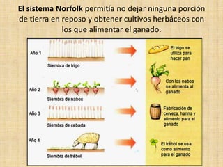 El sistema Norfolk permitía no dejar ninguna porción
de tierra en reposo y obtener cultivos herbáceos con
             los que alimentar el ganado.
 