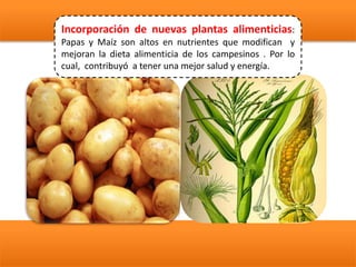 Incorporación de nuevas plantas alimenticias:
Papas y Maíz son altos en nutrientes que modifican y
mejoran la dieta alimenticia de los campesinos . Por lo
cual, contribuyó a tener una mejor salud y energía.
 