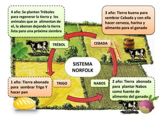 1 año: Tierra abonada
para sembrar Trigo Y
hacer pan
2 año: Tierra abonada
para plantar Nabos
como fuente de
alimento del ganado
4 año: Se plantan Tréboles
para regenerar la tierra y los
animales que se alimentan de
el, la abonan dejando la tierra
lista para una próxima siembra
3 año: Tierra buena para
sembrar Cebada y con ella
hacer cerveza, harina y
alimento para el ganado
SISTEMA
NORFOLK
CEBADATRÉBOL
TRIGO NABOS
 