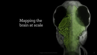 13
Mapping the
brain at scale
Images courtesy of Jeremy Freeman
 