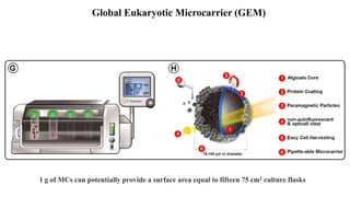 Global Eukaryotic Microcarrier (GEM)
1 g of MCs can potentially provide a surface area equal to fifteen 75 cm2 culture flasks
 