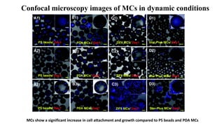 Confocal microscopy images of MCs in dynamic conditions
MCs show a significant increase in cell attachment and growth compared to PS beads and PDA MCs
 