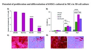 Potential of proliferation and differentiation of hMSCs cultured in MCs in 3D cell culture
 