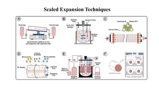 Scaled Expansion Techniques
 