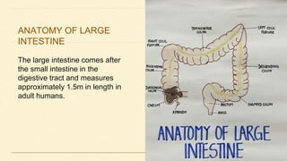 Human Intestinal Length Disorders related to large intestine | PPTX