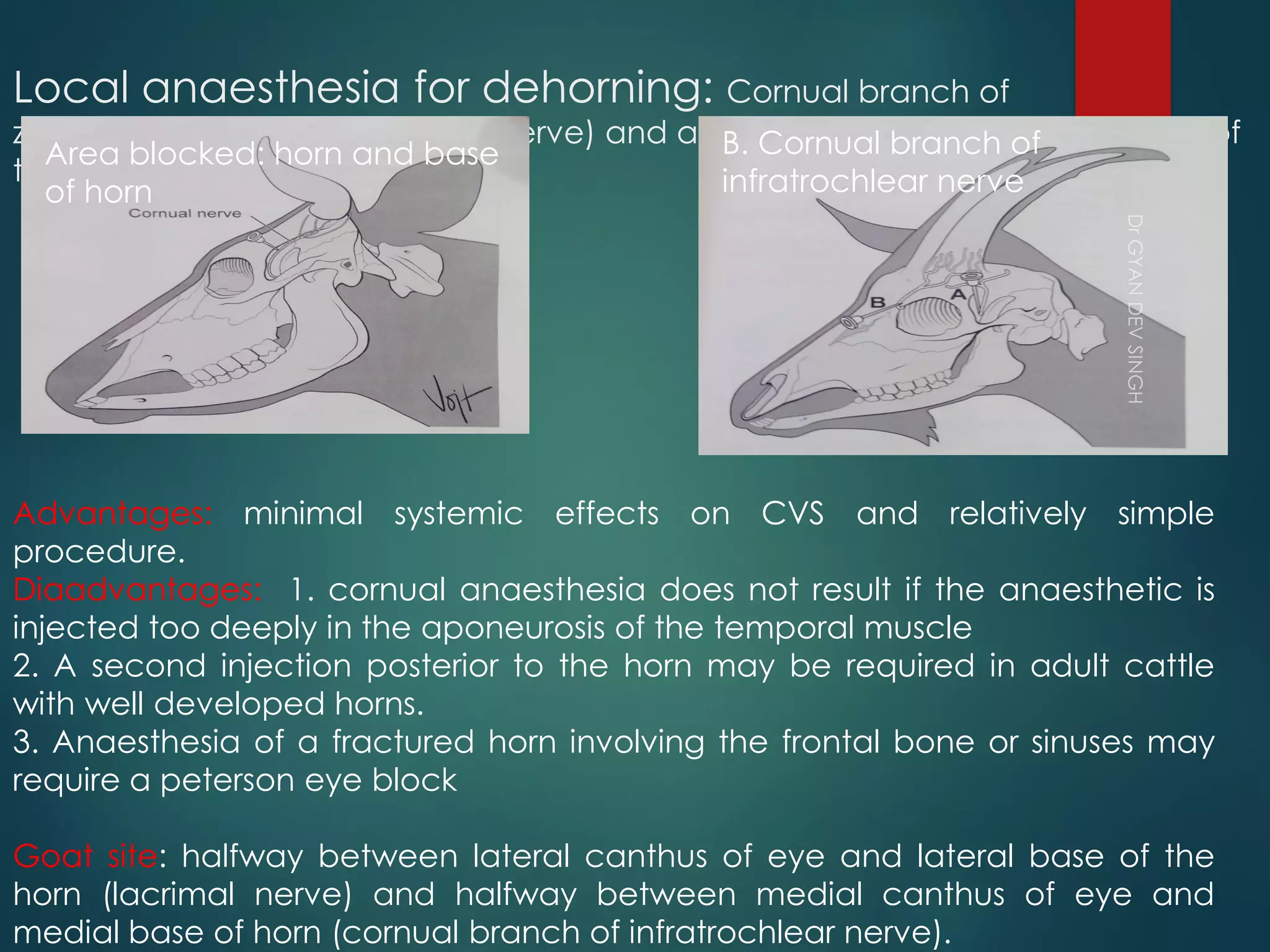 Large animal anaesthesia copy (3) pdf | PDF
