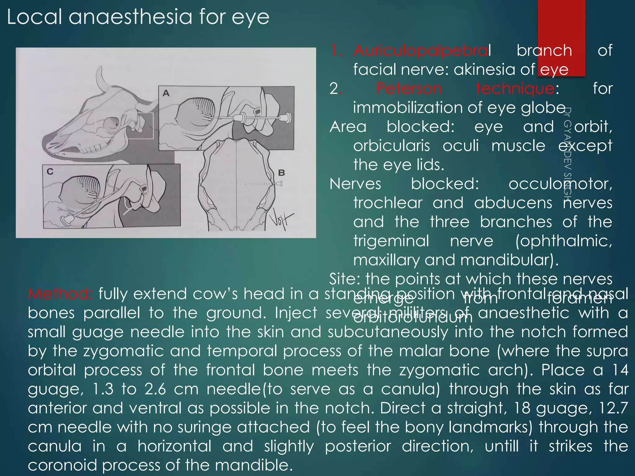 Large animal anaesthesia copy (3) pdf | PDF