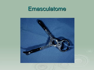 Instruments for Castration of Large Animals