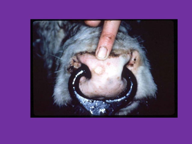 large animal internal medicine.pptx | Veterinary Medicine | Pets
