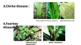 large cardamom.pptx ipr issues and patent issues | PPTX