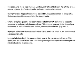 • The packaging -more rigid in phage Lambda, only DNA of between 46–54 kbp of the
normal genome size (49 kbp) can be packaged into the virus particle.
• During the later stages of replication - assembly , long concatemers of phage DNA
that are produced is packaged into the phage heads.
• when a complete genome has been incorporated the DNA is cleaved at a specific
sequence by a phage-coded endonuclease This enzyme leaves a 12-bp 5’ overhang
on the end of each of the cleaved strands, known as the cos site. (Figure 3.7).
• Hydrogen bond formation between these ‘sticky ends’ can result in the formation of
a circular molecule.
• In a newly infected cell, the gaps on either side of the cos site are closed by DNA
ligase, and it is this circular DNA that undergoes vegetative replication or integration
into the bacterial chromosome.
 