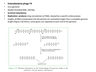 • Enterobacteria phage T4
• virus genome
• double-stranded DNA, 160 kbp .
• terminal redundancy.
• Replication produces long concatemers of DNA, cleaved by a specific endonuclease.
• lengths of DNA incorporated into the particle are somewhat longer than a complete genome
length (Figure 3.8) Hence, some genes are repeated at each end of the genome.
 