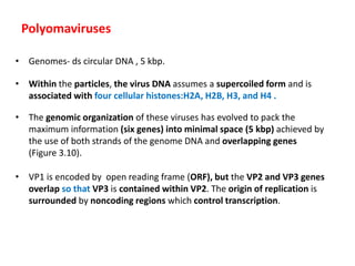 Polyomaviruses
• Genomes- ds circular DNA , 5 kbp.
• Within the particles, the virus DNA assumes a supercoiled form and is
associated with four cellular histones:H2A, H2B, H3, and H4 .
• The genomic organization of these viruses has evolved to pack the
maximum information (six genes) into minimal space (5 kbp) achieved by
the use of both strands of the genome DNA and overlapping genes
(Figure 3.10).
• VP1 is encoded by open reading frame (ORF), but the VP2 and VP3 genes
overlap so that VP3 is contained within VP2. The origin of replication is
surrounded by noncoding regions which control transcription.
 