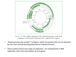 • Polyomaviruses also encode ‘T-antigens,’ which are proteins that can be detected
by sera from animals bearing polyomavirus-induced tumours.
• These proteins bind to the origin of replication - are involved both in DNA
replication and in the transcription of virus genes.
 
