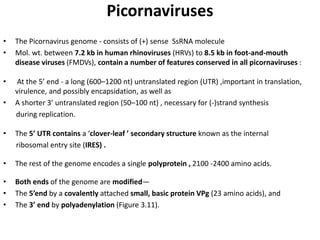Picornaviruses
• The Picornavirus genome - consists of (+) sense SsRNA molecule
• Mol. wt. between 7.2 kb in human rhinoviruses (HRVs) to 8.5 kb in foot-and-mouth
disease viruses (FMDVs), contain a number of features conserved in all picornaviruses :
• At the 5’ end - a long (600–1200 nt) untranslated region (UTR) ,important in translation,
virulence, and possibly encapsidation, as well as
• A shorter 3’ untranslated region (50–100 nt) , necessary for (-)strand synthesis
during replication.
• The 5’ UTR contains a ‘clover-leaf ’ secondary structure known as the internal
ribosomal entry site (IRES) .
• The rest of the genome encodes a single polyprotein , 2100 -2400 amino acids.
• Both ends of the genome are modified—
• The 5’end by a covalently attached small, basic protein VPg (23 amino acids), and
• The 3’ end by polyadenylation (Figure 3.11).
 