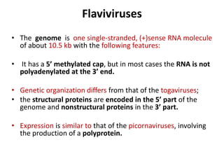 Flaviviruses
• The genome is one single-stranded, (+)sense RNA molecule
of about 10.5 kb with the following features:
• It has a 5’ methylated cap, but in most cases the RNA is not
polyadenylated at the 3’ end.
• Genetic organization differs from that of the togaviruses;
• the structural proteins are encoded in the 5’ part of the
genome and nonstructural proteins in the 3’ part.
• Expression is similar to that of the picornaviruses, involving
the production of a polyprotein.
 