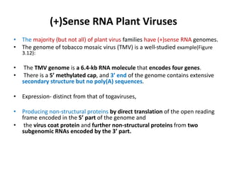 (+)Sense RNA Plant Viruses
• The majority (but not all) of plant virus families have (+)sense RNA genomes.
• The genome of tobacco mosaic virus (TMV) is a well-studied example(Figure
3.12):
• The TMV genome is a 6.4-kb RNA molecule that encodes four genes.
• There is a 5’ methylated cap, and 3’ end of the genome contains extensive
secondary structure but no poly(A) sequences.
• Expression- distinct from that of togaviruses,
• Producing non-structural proteins by direct translation of the open reading
frame encoded in the 5’ part of the genome and
• the virus coat protein and further non-structural proteins from two
subgenomic RNAs encoded by the 3’ part.
 