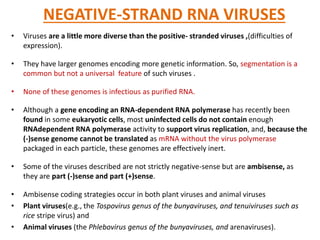 NEGATIVE-STRAND RNA VIRUSES
• Viruses are a little more diverse than the positive- stranded viruses ,(difficulties of
expression).
• They have larger genomes encoding more genetic information. So, segmentation is a
common but not a universal feature of such viruses .
• None of these genomes is infectious as purified RNA.
• Although a gene encoding an RNA-dependent RNA polymerase has recently been
found in some eukaryotic cells, most uninfected cells do not contain enough
RNAdependent RNA polymerase activity to support virus replication, and, because the
(-)sense genome cannot be translated as mRNA without the virus polymerase
packaged in each particle, these genomes are effectively inert.
• Some of the viruses described are not strictly negative-sense but are ambisense, as
they are part (-)sense and part (+)sense.
• Ambisense coding strategies occur in both plant viruses and animal viruses
• Plant viruses(e.g., the Tospovirus genus of the bunyaviruses, and tenuiviruses such as
rice stripe virus) and
• Animal viruses (the Phlebovirus genus of the bunyaviruses, and arenaviruses).
 