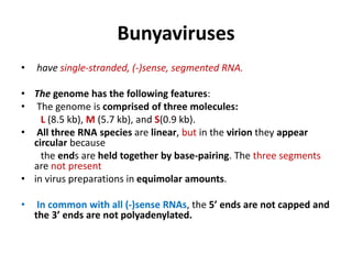 Bunyaviruses
• have single-stranded, (-)sense, segmented RNA.
• The genome has the following features:
• The genome is comprised of three molecules:
L (8.5 kb), M (5.7 kb), and S(0.9 kb).
• All three RNA species are linear, but in the virion they appear
circular because
the ends are held together by base-pairing. The three segments
are not present
• in virus preparations in equimolar amounts.
• In common with all (-)sense RNAs, the 5’ ends are not capped and
the 3’ ends are not polyadenylated.
 