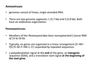 Arenaviruses
• genomes consist of linear, single-stranded RNA.
• There are two genome segments: L (5.7 kb) and S (2.8 kb). Both
have an ambisense organization.
Paramyxoviruses
• Members of the Paramyxoviridae have nonsegmented (-)sense RNA
of 15 to 16 kb.
• Typically, six genes are organized in a linear arrangement (3’–NP–
P/C/V–M–F–HN–L–5’) separated by repeated sequences:
• a polyadenylation signal at the end of the gene, an intergenic
sequence (GAA), and a translation start signal at the beginning of
the next gene.
 