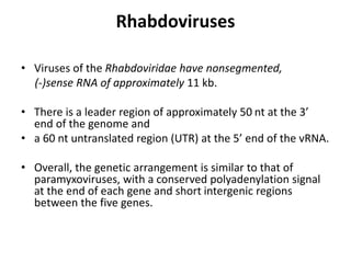 Rhabdoviruses
• Viruses of the Rhabdoviridae have nonsegmented,
(-)sense RNA of approximately 11 kb.
• There is a leader region of approximately 50 nt at the 3’
end of the genome and
• a 60 nt untranslated region (UTR) at the 5’ end of the vRNA.
• Overall, the genetic arrangement is similar to that of
paramyxoviruses, with a conserved polyadenylation signal
at the end of each gene and short intergenic regions
between the five genes.
 
