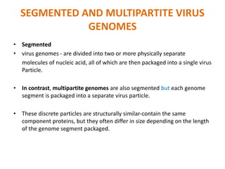 SEGMENTED AND MULTIPARTITE VIRUS
GENOMES
• Segmented
• virus genomes - are divided into two or more physically separate
molecules of nucleic acid, all of which are then packaged into a single virus
Particle.
• In contrast, multipartite genomes are also segmented but each genome
segment is packaged into a separate virus particle.
• These discrete particles are structurally similar-contain the same
component proteins, but they often differ in size depending on the length
of the genome segment packaged.
 