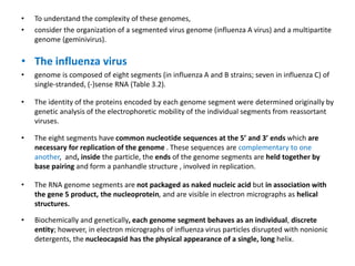• To understand the complexity of these genomes,
• consider the organization of a segmented virus genome (influenza A virus) and a multipartite
genome (geminivirus).
• The influenza virus
• genome is composed of eight segments (in influenza A and B strains; seven in influenza C) of
single-stranded, (-)sense RNA (Table 3.2).
• The identity of the proteins encoded by each genome segment were determined originally by
genetic analysis of the electrophoretic mobility of the individual segments from reassortant
viruses.
• The eight segments have common nucleotide sequences at the 5’ and 3’ ends which are
necessary for replication of the genome . These sequences are complementary to one
another, and, inside the particle, the ends of the genome segments are held together by
base pairing and form a panhandle structure , involved in replication.
• The RNA genome segments are not packaged as naked nucleic acid but in association with
the gene 5 product, the nucleoprotein, and are visible in electron micrographs as helical
structures.
• Biochemically and genetically, each genome segment behaves as an individual, discrete
entity; however, in electron micrographs of influenza virus particles disrupted with nonionic
detergents, the nucleocapsid has the physical appearance of a single, long helix.
 