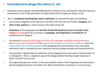 • Enterobacteria phage Mu infects E. coli
• containing a linear, double-stranded DNA genome of about 37 kb, with hostcell- derived sequences
of between 0.5 and 2 kbp attached to the right-hand end of the genome (Figure 3.16).
• Mu is a temperate bacteriophage whose replication can proceed through two pathways;
1. one involves integration of the genome into that of the host cell and results in lysogeny, and
2. other is lytic replication, which results in the death of the cell.
• Integration of the phage genome into that of the host bacterium occurs at random sites.
Integrated phage genomes are known as prophage, and integration is essential for the
establishment of lysogeny.
• At intervals in bacterial cells lysogenic for Mu, the prophage undergoes transposition to a
different site in the host genome.The mechanism leading to transposition is different from that
responsible for the initial integration of the phage genome (conservative, does not involve
replication) and is a complex process requiring numerous phage-encoded and hostcell proteins.
• Transposition is tightly linked to replication of the phage genome and results in the formation of
a ‘cointegrate’—that is, a duplicate copy of the phage genome flanking a target sequence in
which insertion has occurred.
• The original Mu genome remains in the same location where it first integrated and is joined by a
second integrated genome at another site. (Not all prokaryotic transposons use this process.
 