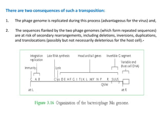 There are two consequences of such a transposition:
1. The phage genome is replicated during this process (advantageous for the virus) and,
2. The sequences flanked by the two phage genomes (which form repeated sequences)
are at risk of secondary rearrangements, including deletions, inversions, duplications,
and translocations (possibly but not necessarily deleterious for the host cell).-
 