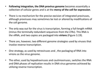 • Following integration, the DNA provirus genome becomes essentially a
collection of cellular genes and is at the mercy of the cell for expression.
• There is no mechanism for the precise excision of integrated proviruses,
although proviruses may sometimes be lost or altered by modifications of
the cell genome.
• The only way out for the virus is transcription, forming a full-length mRNA
(minus the terminally redundant sequences from the LTRs). This RNA is
the vRNA, and two copies are packaged into virions (Figure 3.19).
• There are, however, two different genome strategies used by viruses that
involve reverse transcription.
• One strategy, as used by retroviruses and , the packaging of RNA into
virions as the virus genome.
• The other, used by hepadnaviruses and caulimoviruses, switches the RNA
and DNA phases of replication results in DNA virus genomes achieved by
utilizing reverse transcription.
 