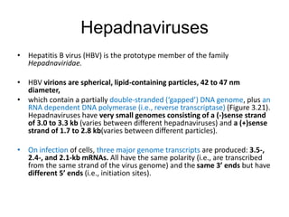 Hepadnaviruses
• Hepatitis B virus (HBV) is the prototype member of the family
Hepadnaviridae.
• HBV virions are spherical, lipid-containing particles, 42 to 47 nm
diameter,
• which contain a partially double-stranded (‘gapped’) DNA genome, plus an
RNA dependent DNA polymerase (i.e., reverse transcriptase) (Figure 3.21).
Hepadnaviruses have very small genomes consisting of a (-)sense strand
of 3.0 to 3.3 kb (varies between different hepadnaviruses) and a (+)sense
strand of 1.7 to 2.8 kb(varies between different particles).
• On infection of cells, three major genome transcripts are produced: 3.5-,
2.4-, and 2.1-kb mRNAs. All have the same polarity (i.e., are transcribed
from the same strand of the virus genome) and the same 3’ ends but have
different 5’ ends (i.e., initiation sites).
 