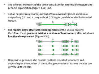 • The different members of the family are all similar in terms of structure and
genome organization (Figure 3.5a) but
• not all herpesvirus genomes consist of two covalently joined sections, a
unique long (UL) and a unique short (US) region, each bounded by inverted
repeats.
• The repeats allow structural rearrangements of the unique regions;
therefore, these genomes exist as a mixture of four isomers, all of which are
functionally equivalent (Figure 3.5b).
• Herpesvirus genomes also contain multiple repeated sequences and,
depending on the number of these, the genome size of various isolates can
vary by up to 10 kbp .
 