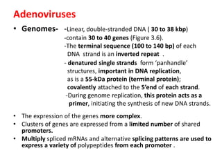 Adenoviruses
• Genomes- -Linear, double-stranded DNA ( 30 to 38 kbp)
-contain 30 to 40 genes (Figure 3.6).
-The terminal sequence (100 to 140 bp) of each
DNA strand is an inverted repeat .
- denatured single strands form ‘panhandle’
structures, important in DNA replication,
as is a 55-kDa protein (terminal protein);
covalently attached to the 5’end of each strand.
-During genome replication, this protein acts as a
primer, initiating the synthesis of new DNA strands.
• The expression of the genes more complex.
• Clusters of genes are expressed from a limited number of shared
promoters.
• Multiply spliced mRNAs and alternative splicing patterns are used to
express a variety of polypeptides from each promoter .
 